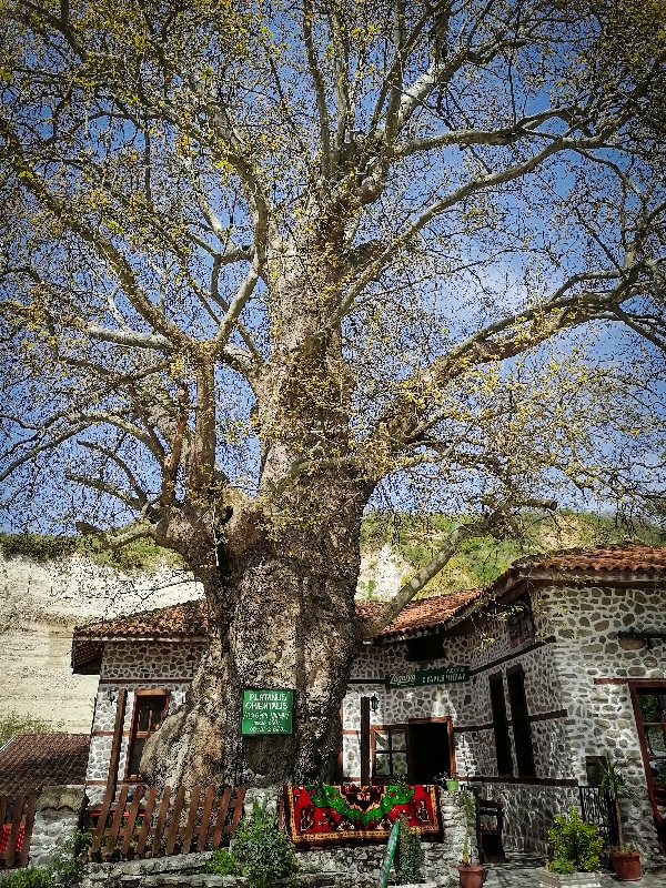 Melnik-stari-platan Putovanje Sandanski Bugarska