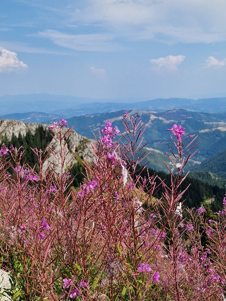 Kopaonik