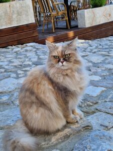 Bar crnogorsko primorje