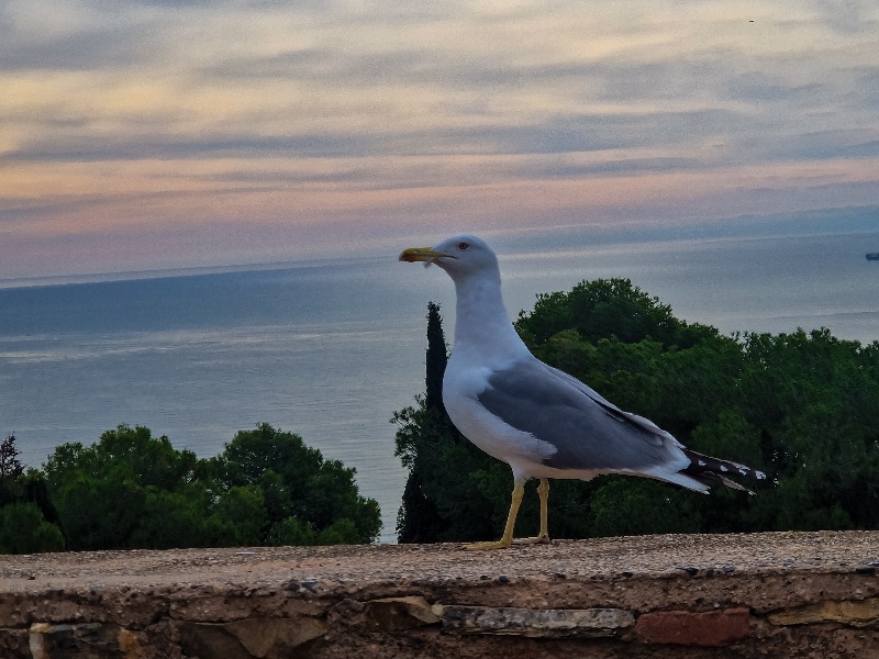 Gibralfaro-pogled-na-luku-Malage Malaga vodic